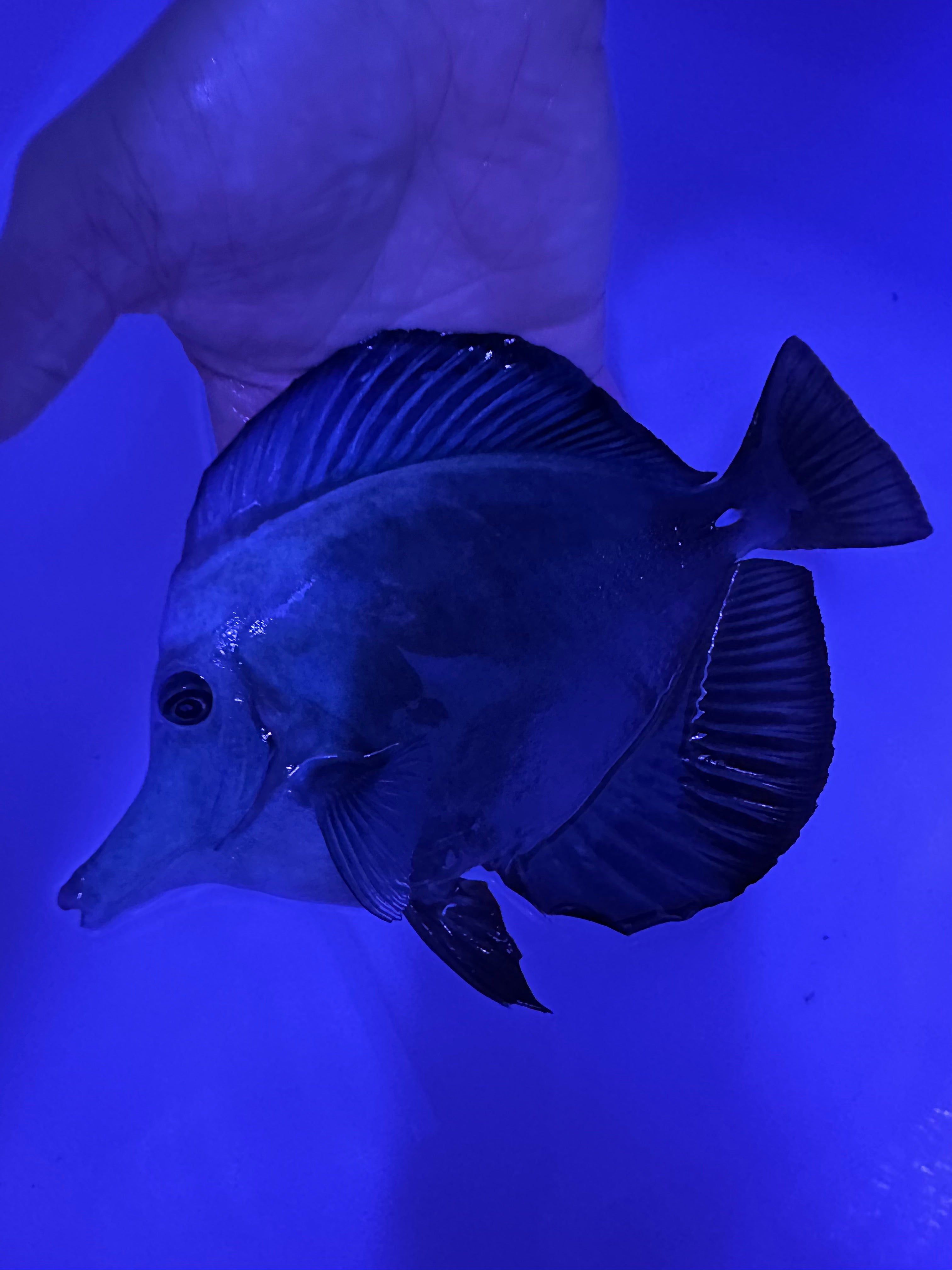 BLACK TANG 8”