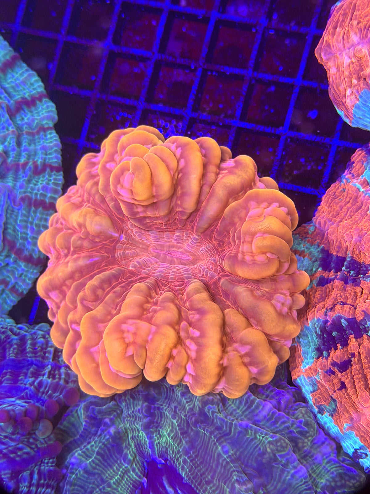 Ultra Bright Orange Cynarina