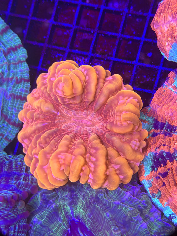 Ultra Bright Orange Cynarina