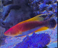 TONOS FAIRY WRASSE MALE
