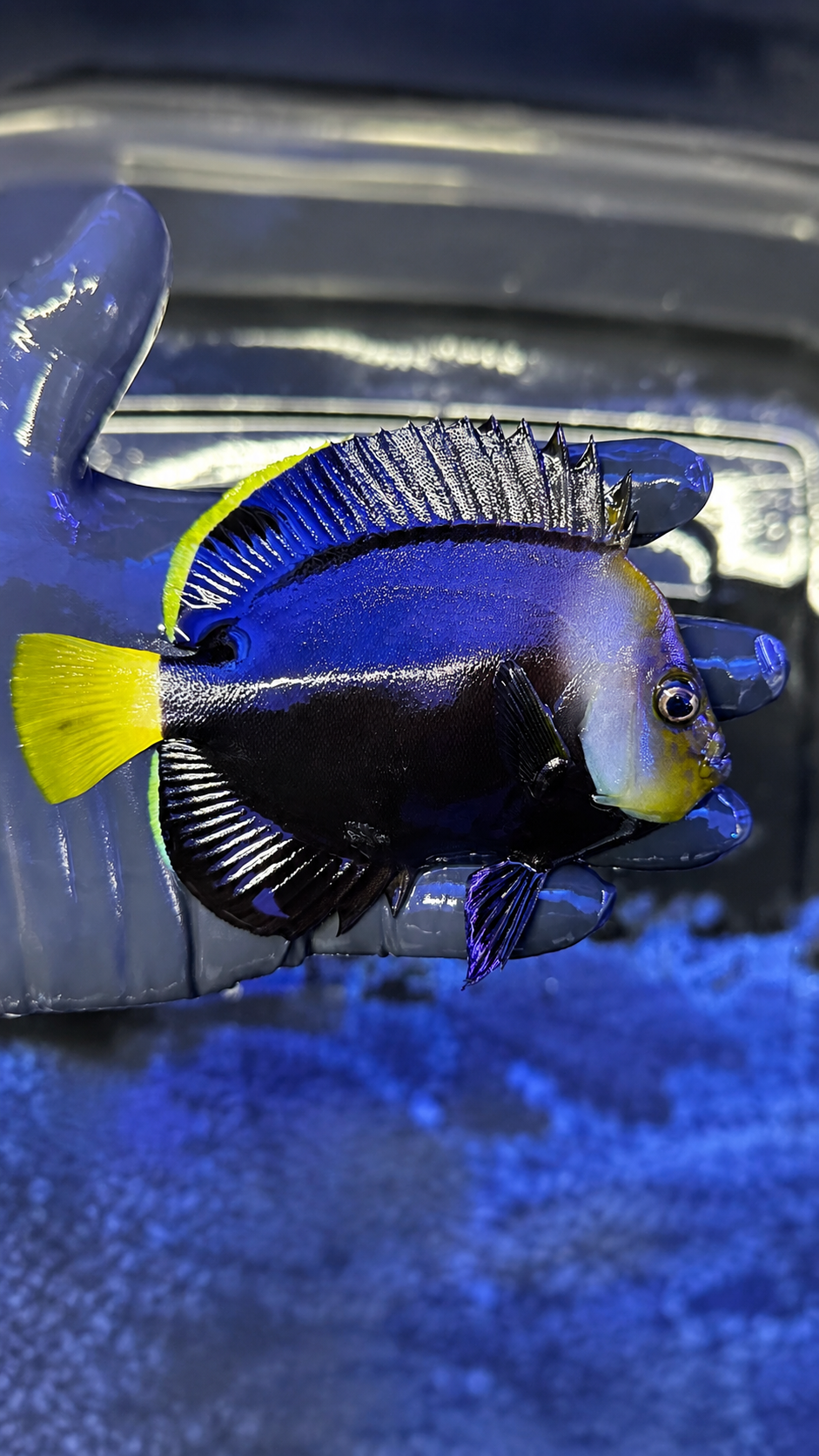 RARE BLACK PHANTOM ANGELFISH (VANDERLOOSI)