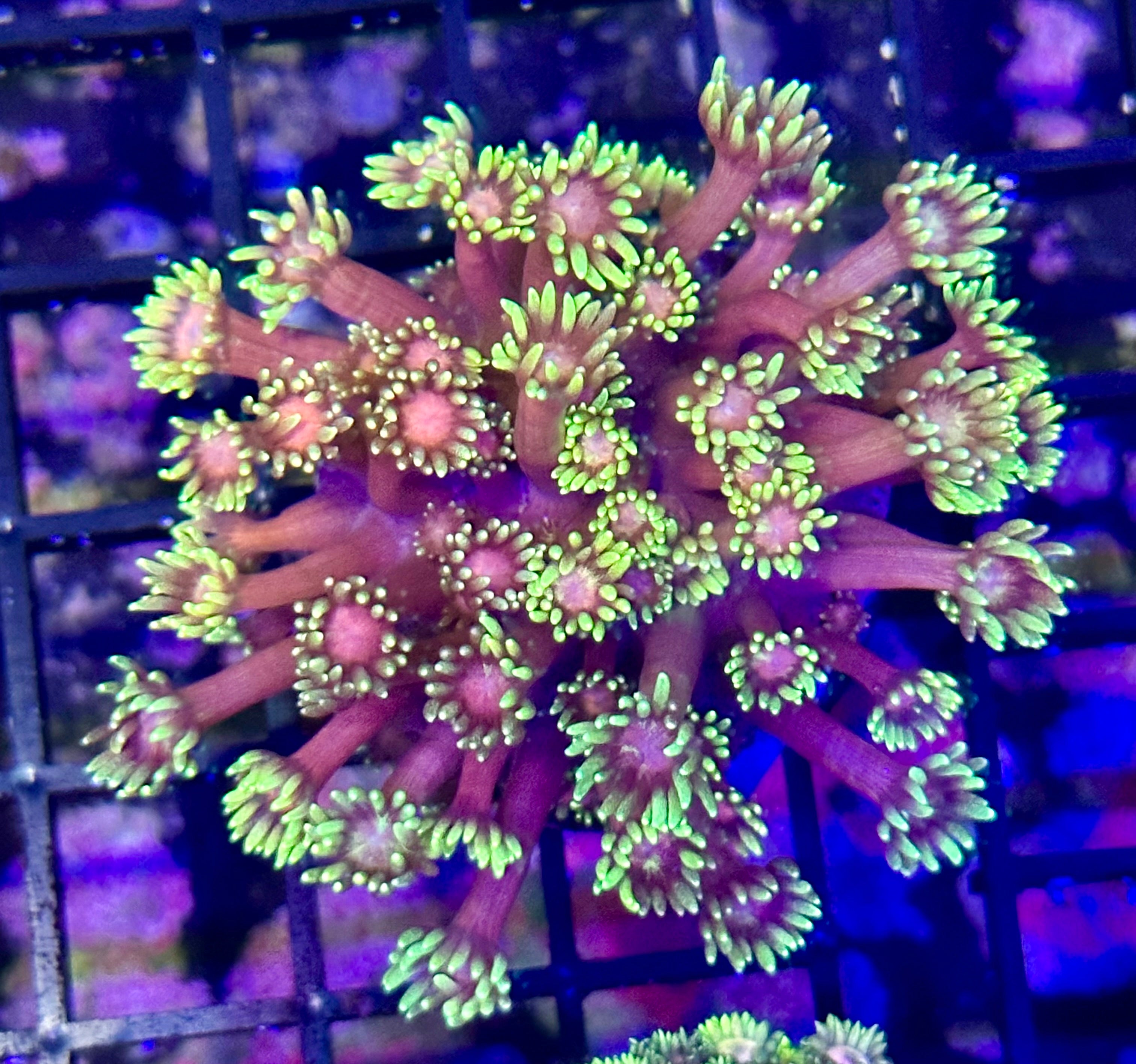 IRON MAN GONI MINI COLONY