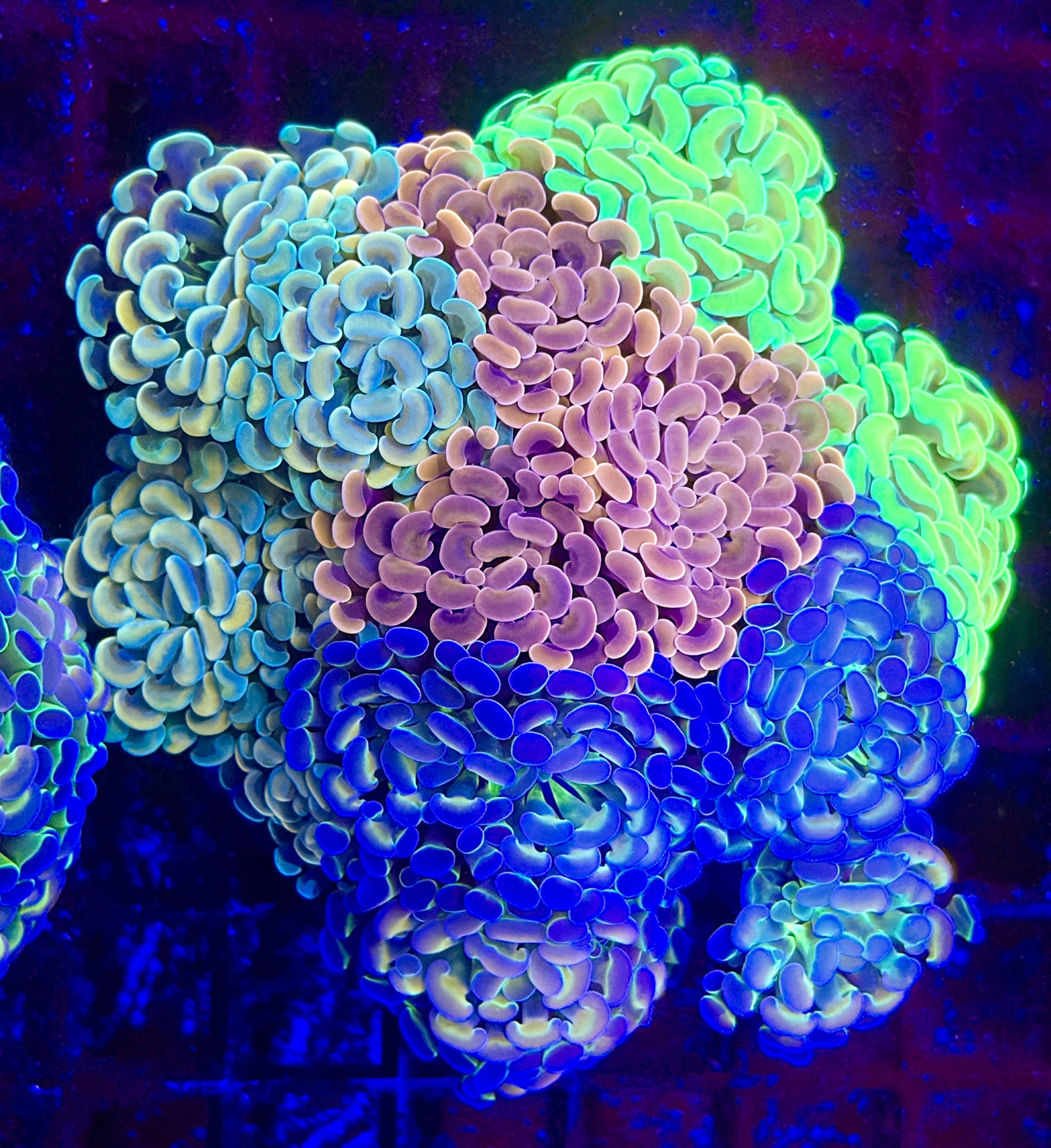 LARGE HAMMER BOUQUET