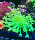 TCB ULTRA NEON INDO GONIOPORA COLONY