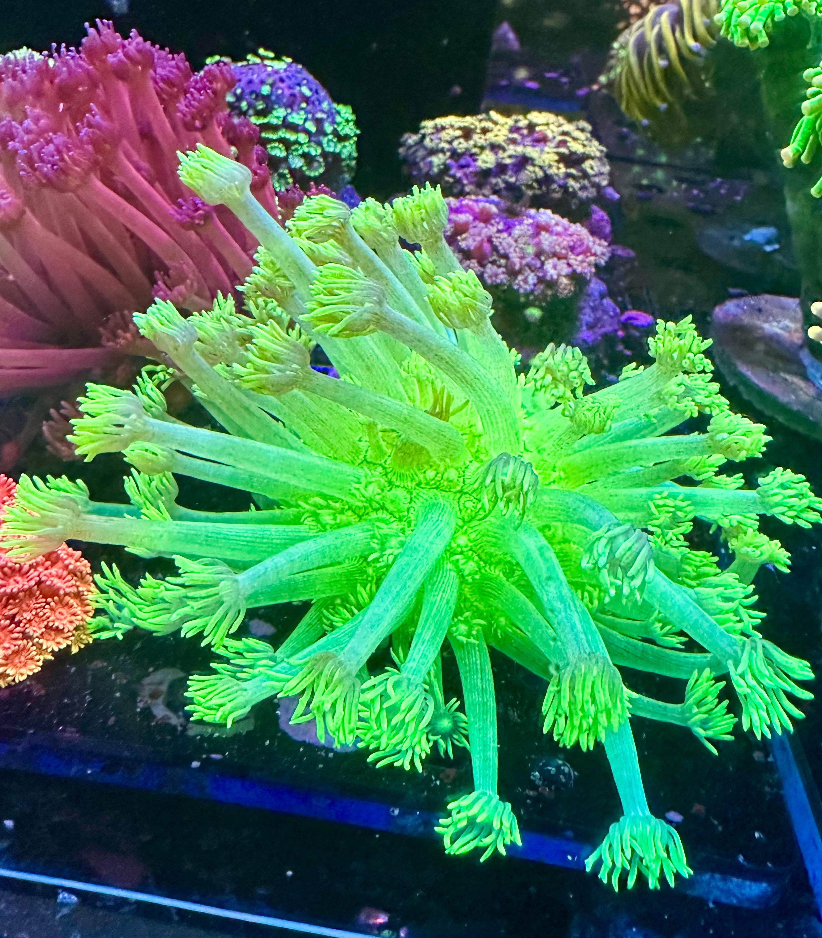TCB ULTRA NEON INDO GONIOPORA COLONY