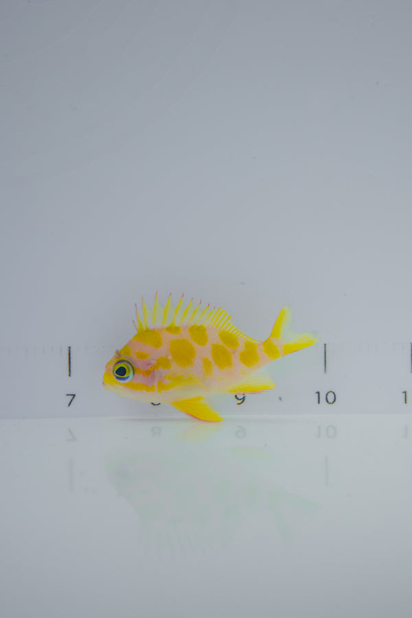 Blotched Anthias “Blotchy”