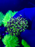 FROGSPAWN