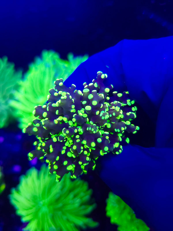 Frogspawn