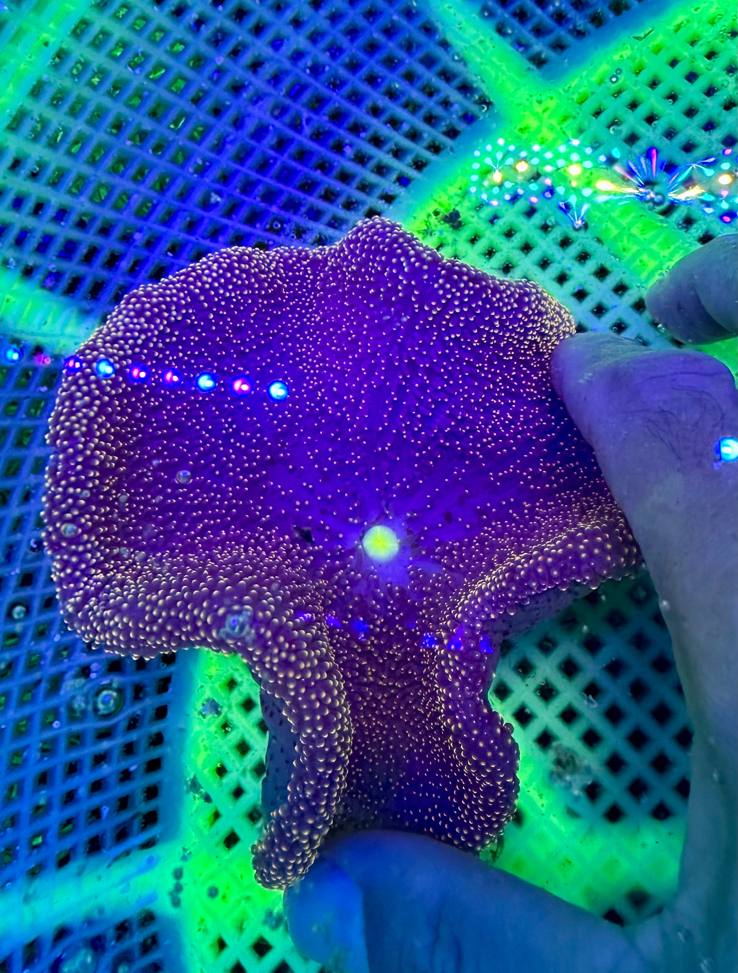 RARE PURPLE CARPET ANENOME