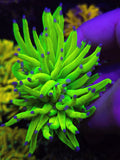 Holy Grail Torch Coral