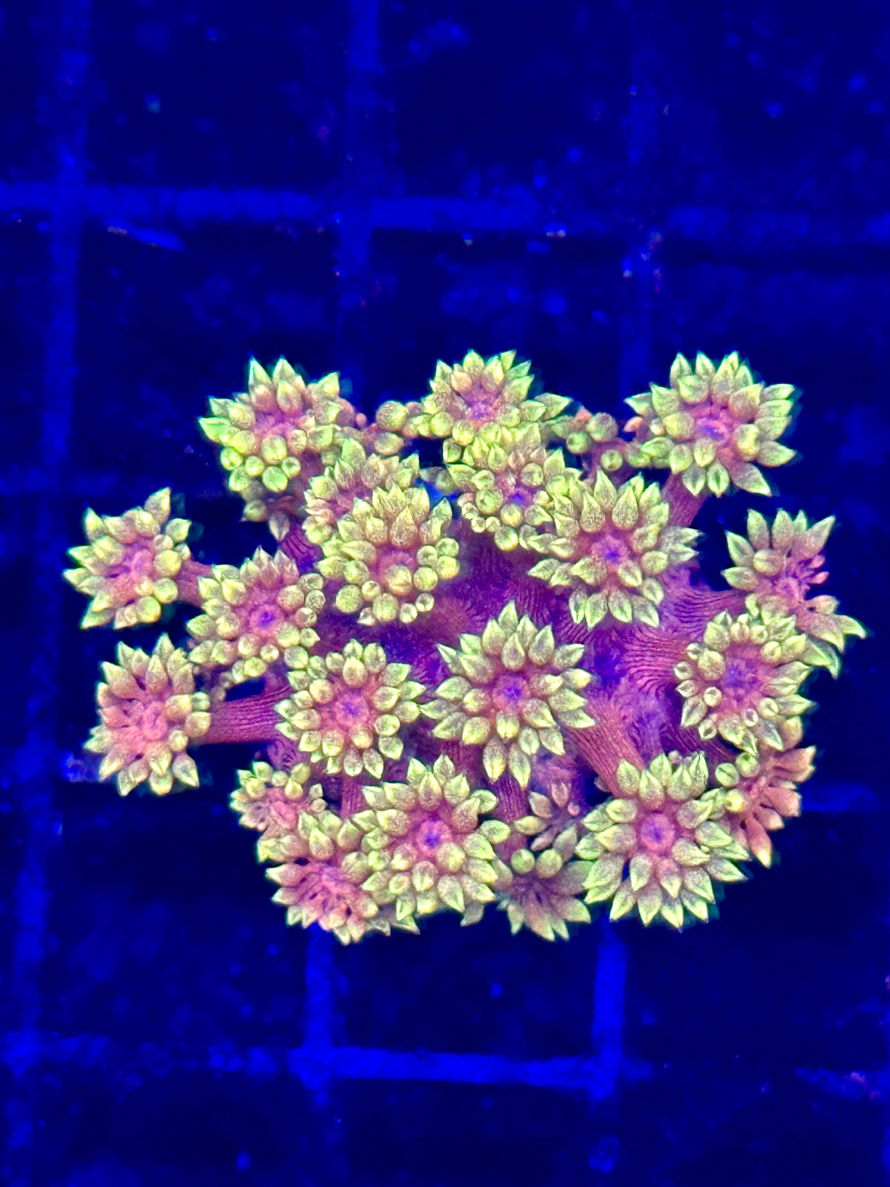 Aquacultured Sunset Goni