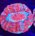 Ultra Acantho