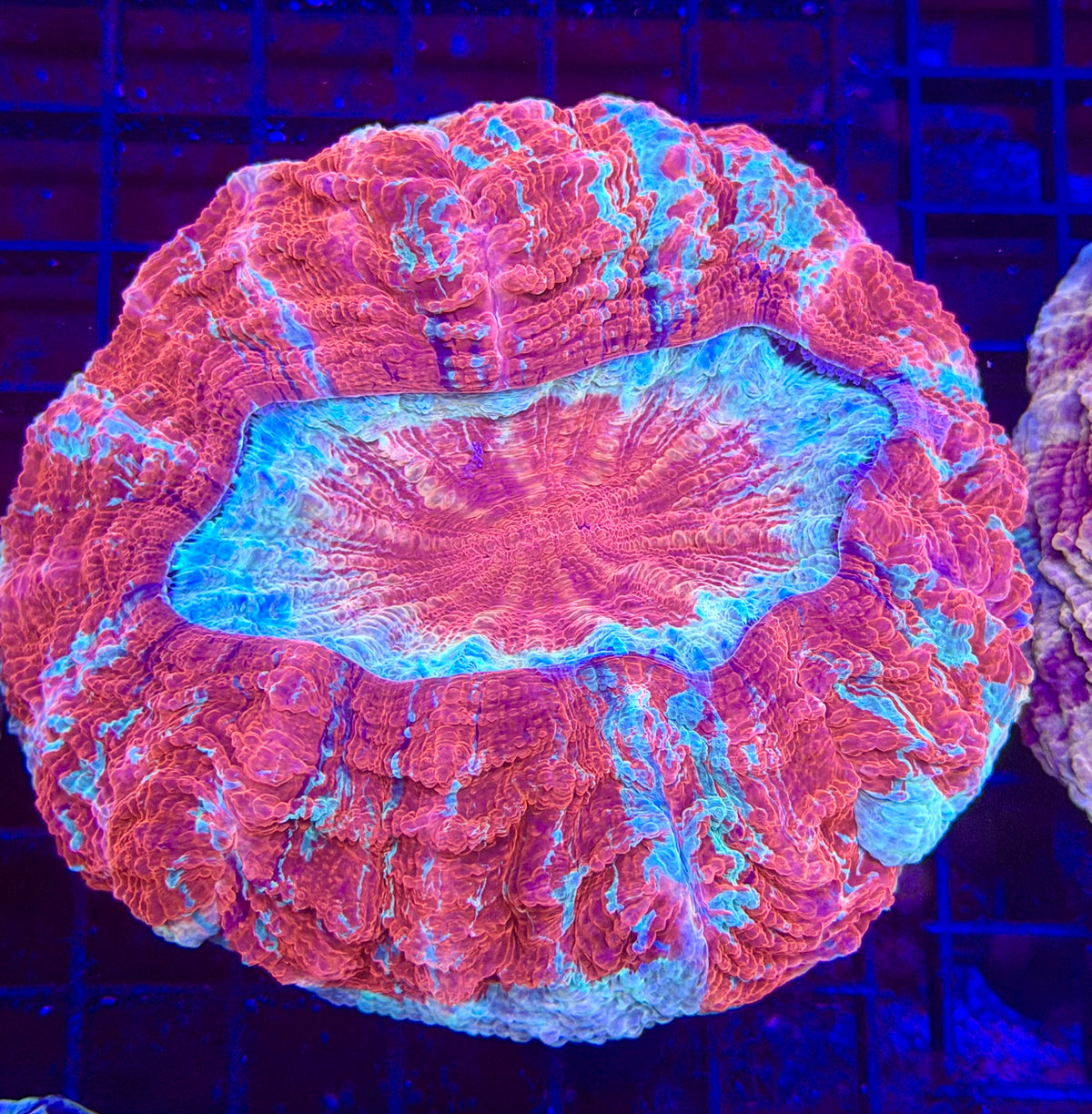 Ultra Acantho