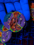Rainbow Chalice Puck