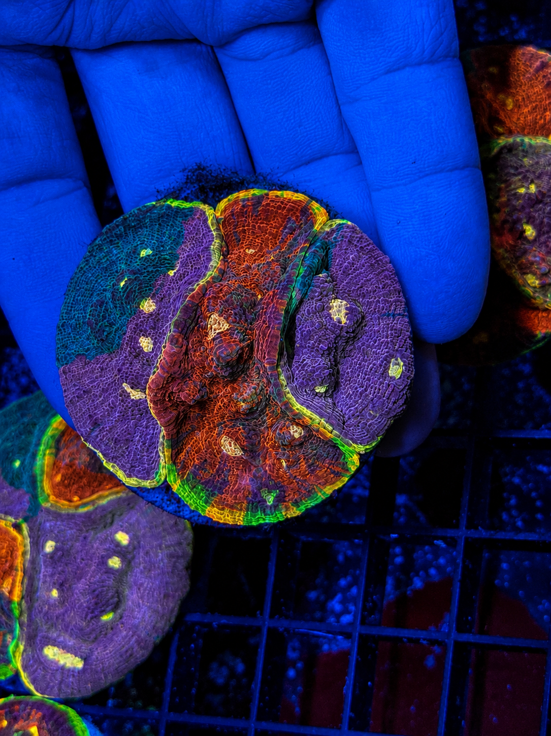 Rainbow Chalice Puck