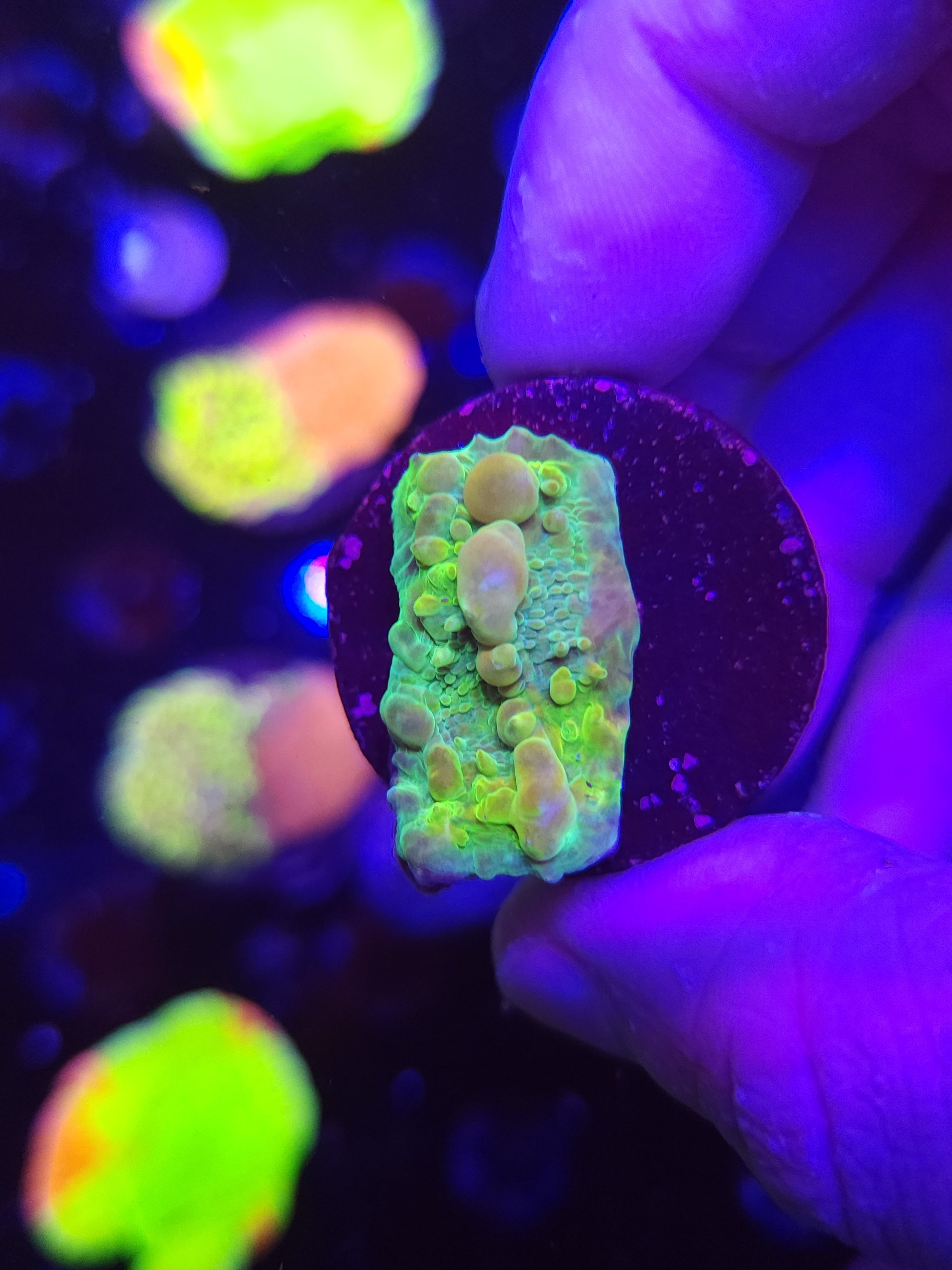 WWC Cosmic Candy Bounce Chalice