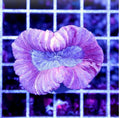 Aussie Pink Trachyphyllia
