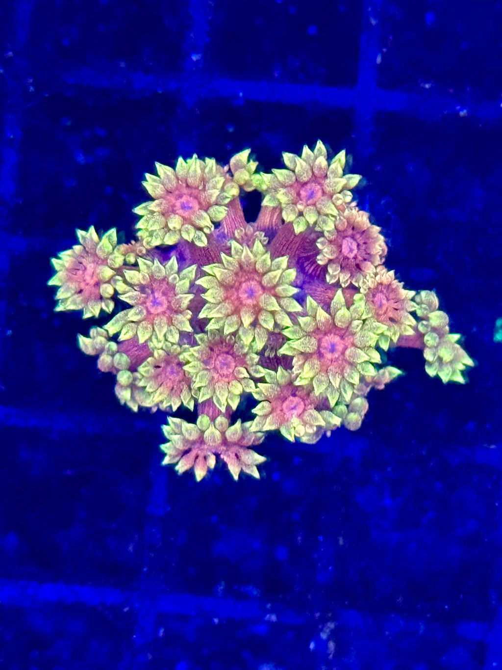 Aquacultured Sunset Goni