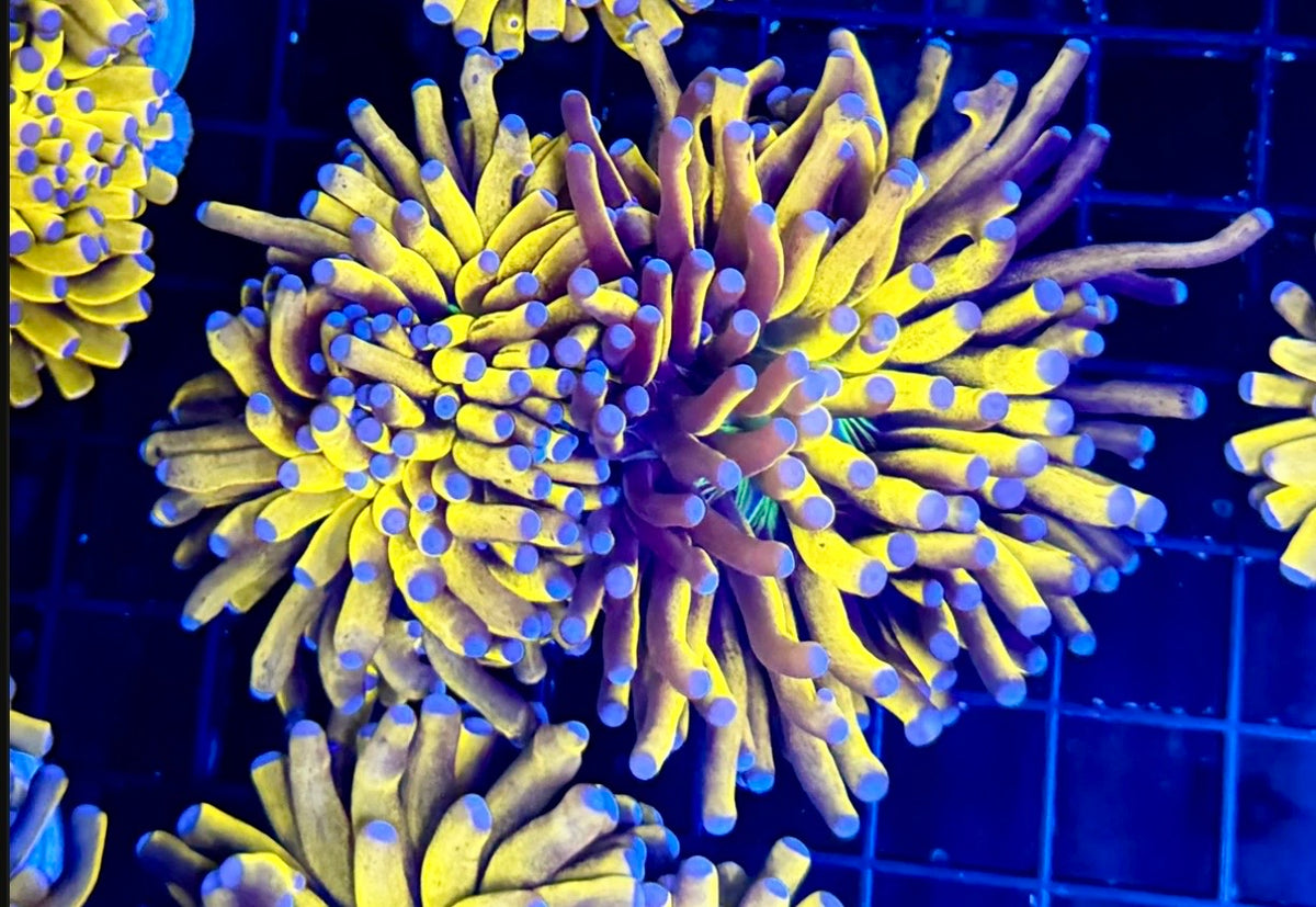 BANANA GRAIL TORCH DOUBLE