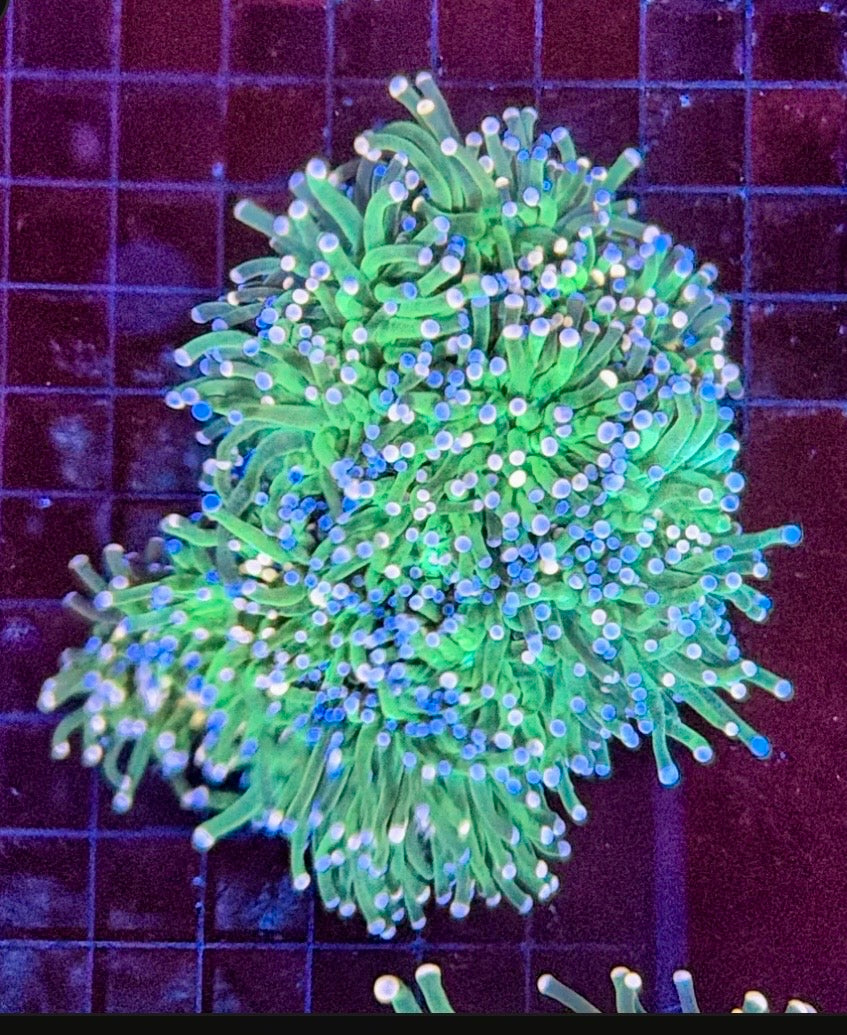 Indo Green Torch colony 4-10 head colony