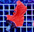 Montipora