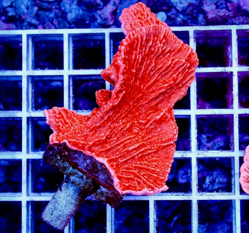 Montipora