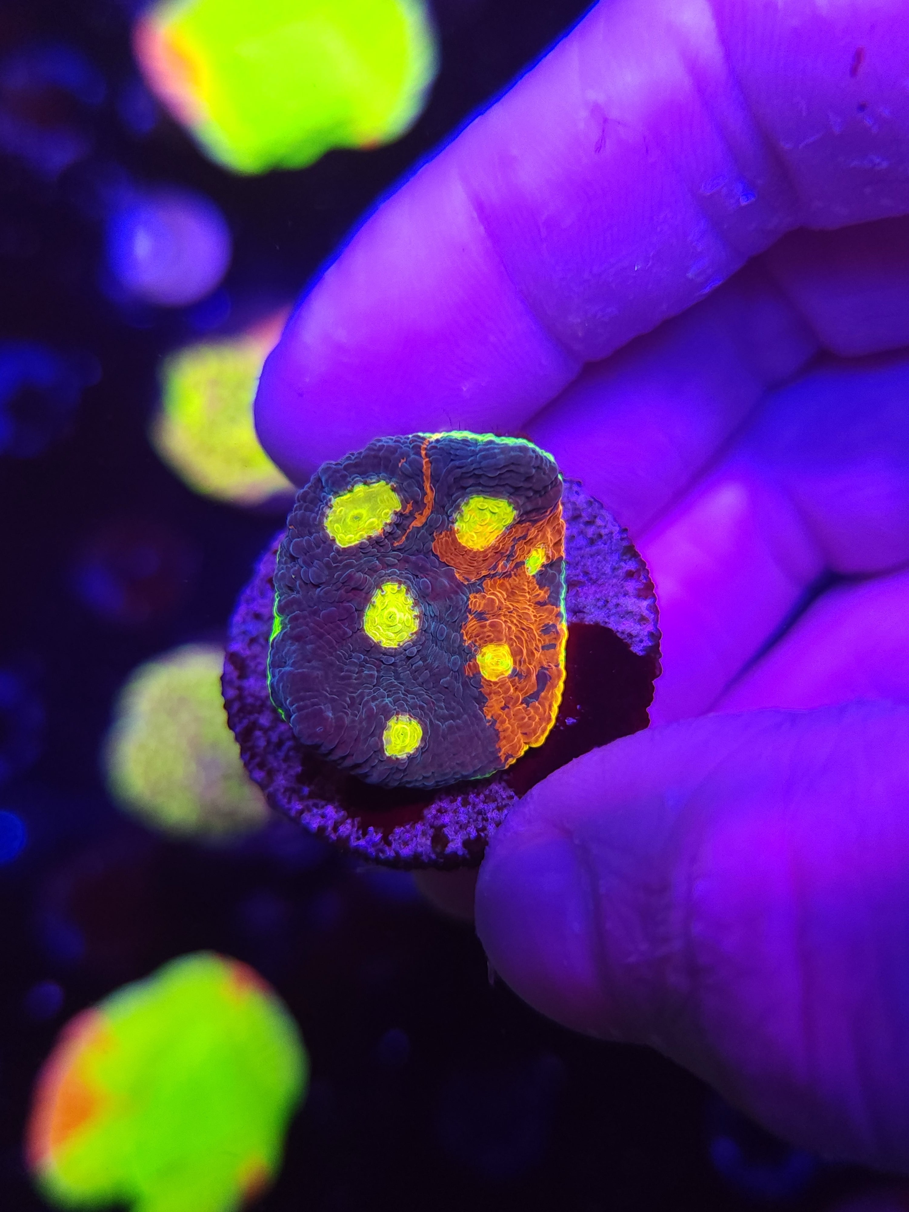 Dynamite Rainbow Chalice