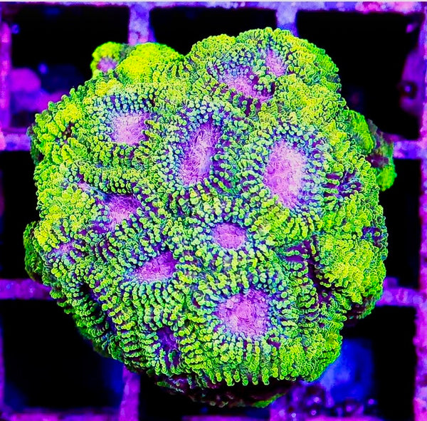 Ultra Favia Frag LG