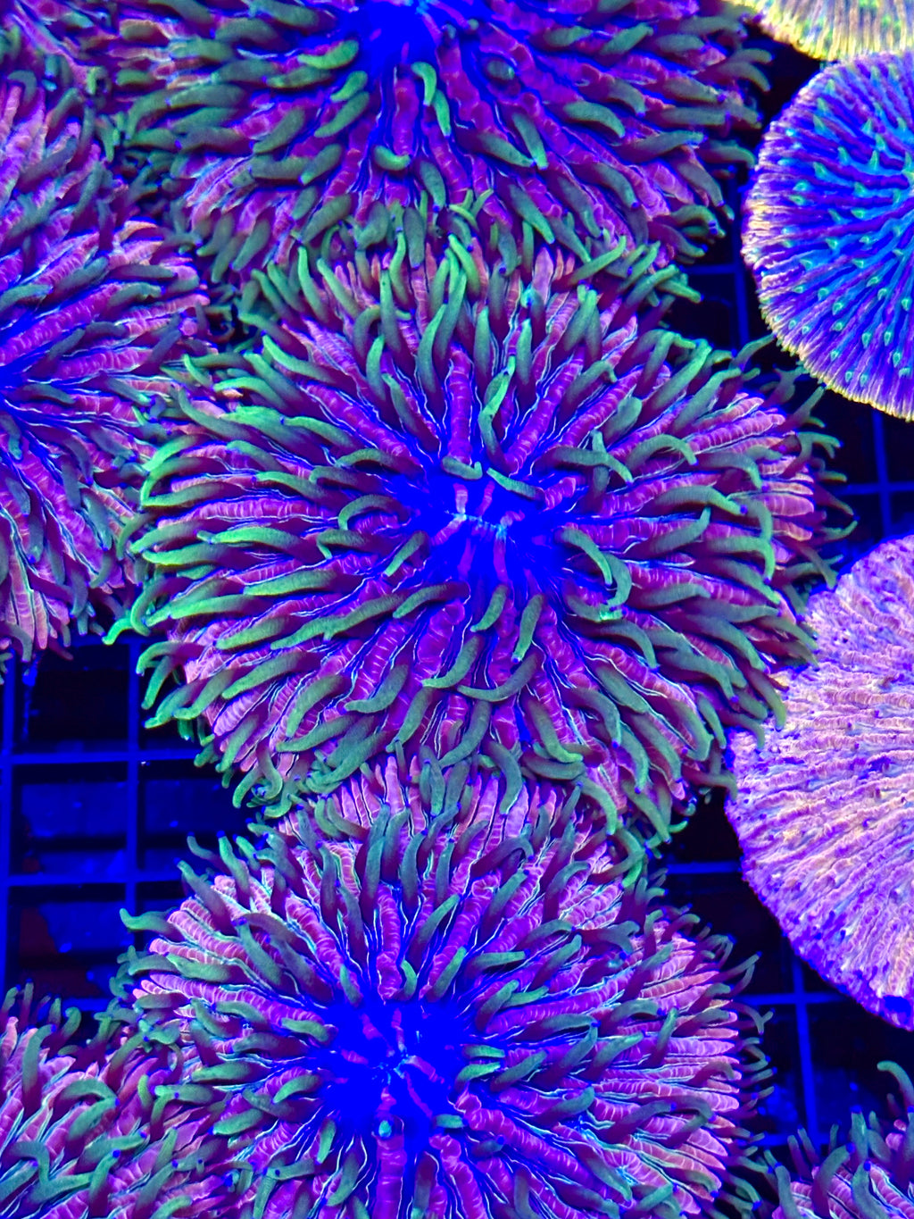 LARGE PURPLE NEON GREEN PLATE