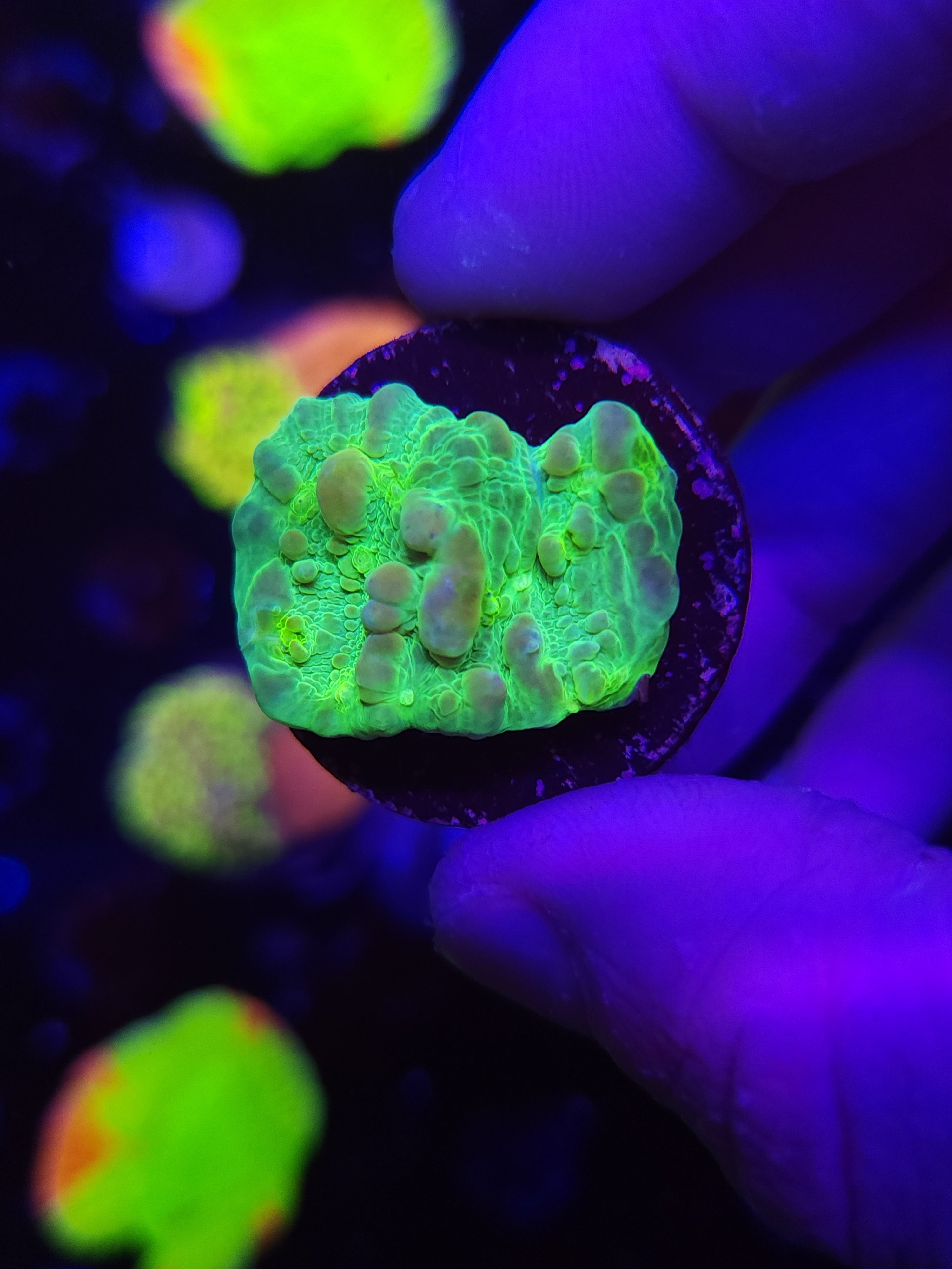 WWC Cosmic Candy Bounce Chalice