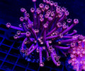 Large red purple Aussie Goni Colony