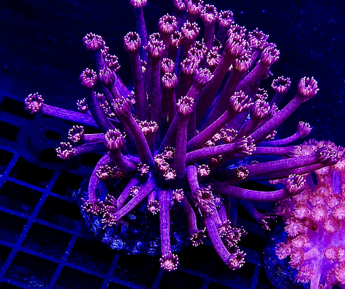 Large red purple Aussie Goni Colony