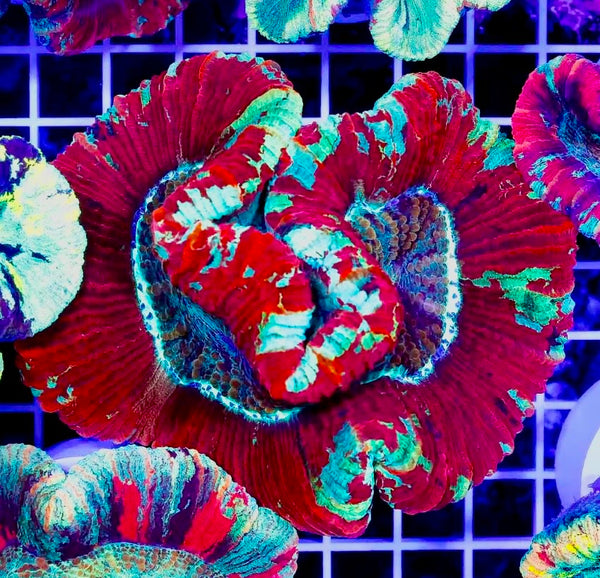 Aussie Trachyphyllia