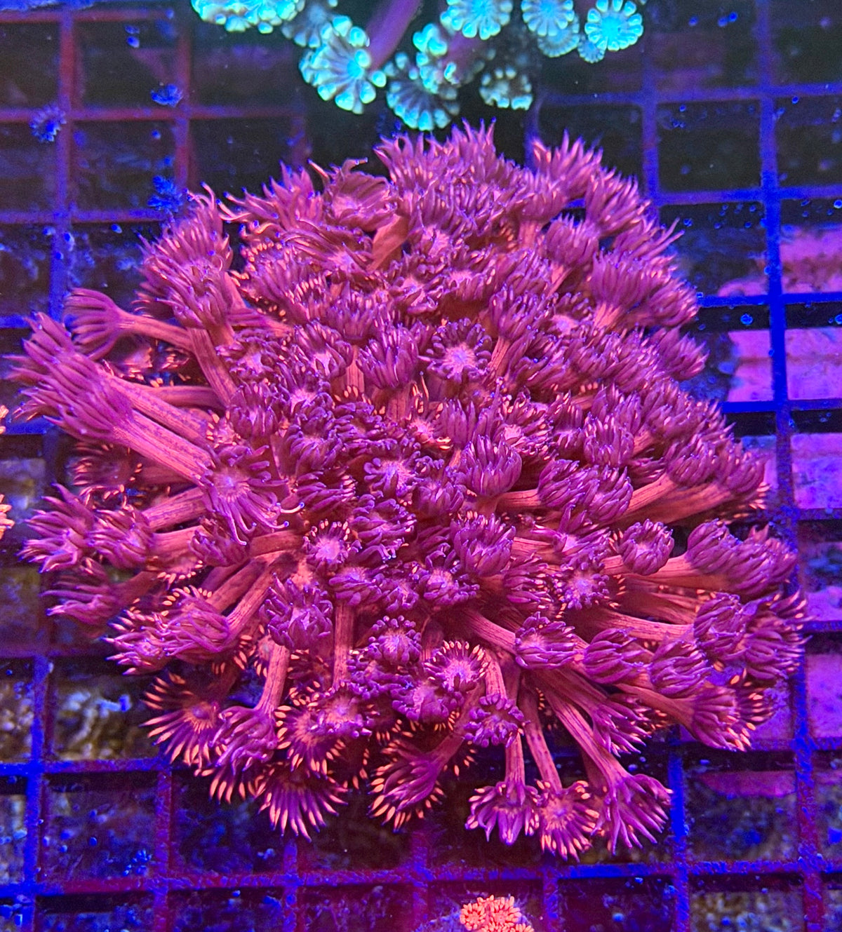 Red Ausie Goni Colony