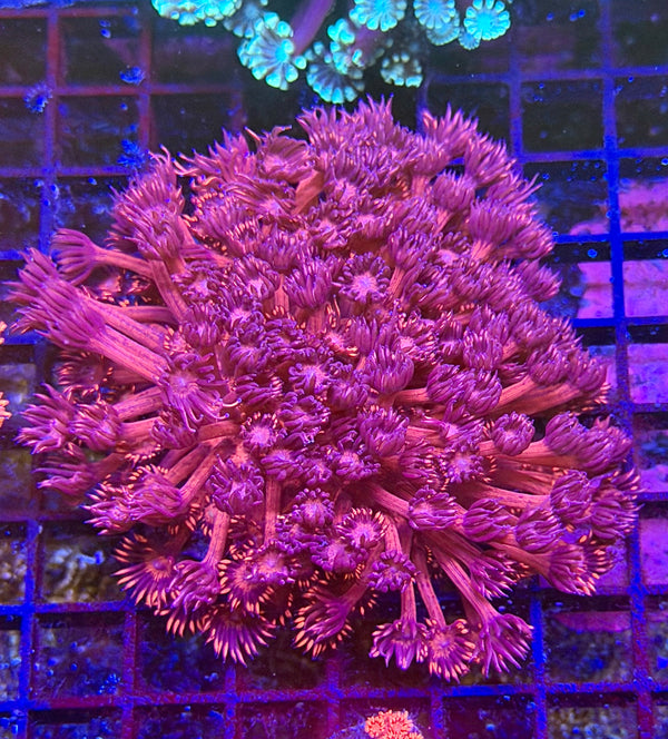 Red Ausie Goni Colony