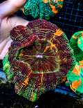GLITTER RAINBOW PURPLE ACANTHO