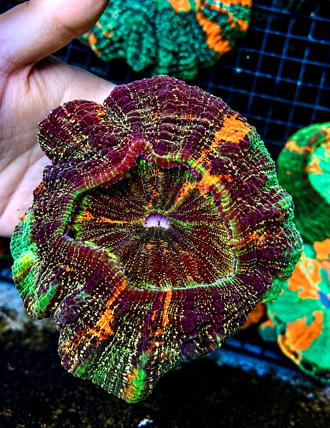 GLITTER RAINBOW PURPLE ACANTHO