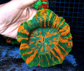 BRIGHT RAINBOW BRIGHT GREEN AND ORANGE ACANTHO