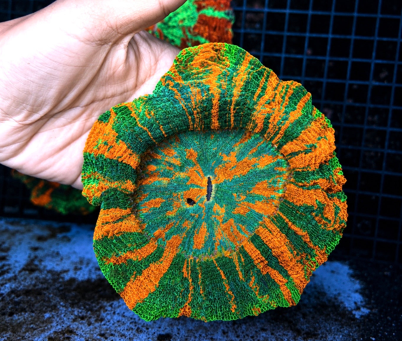 BRIGHT RAINBOW BRIGHT GREEN AND ORANGE ACANTHO