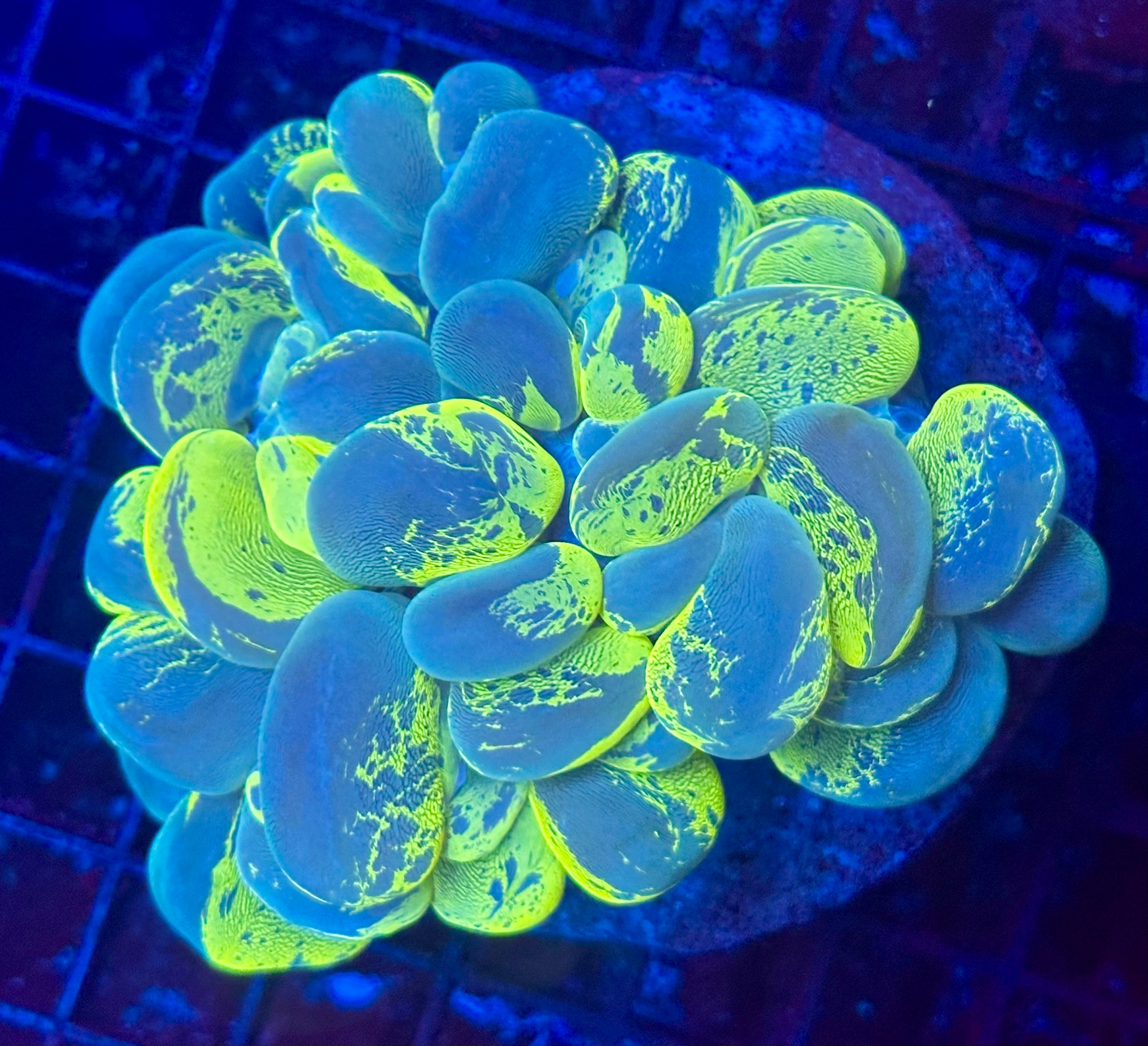 NEON GREEN SPLATTER BUBBLE