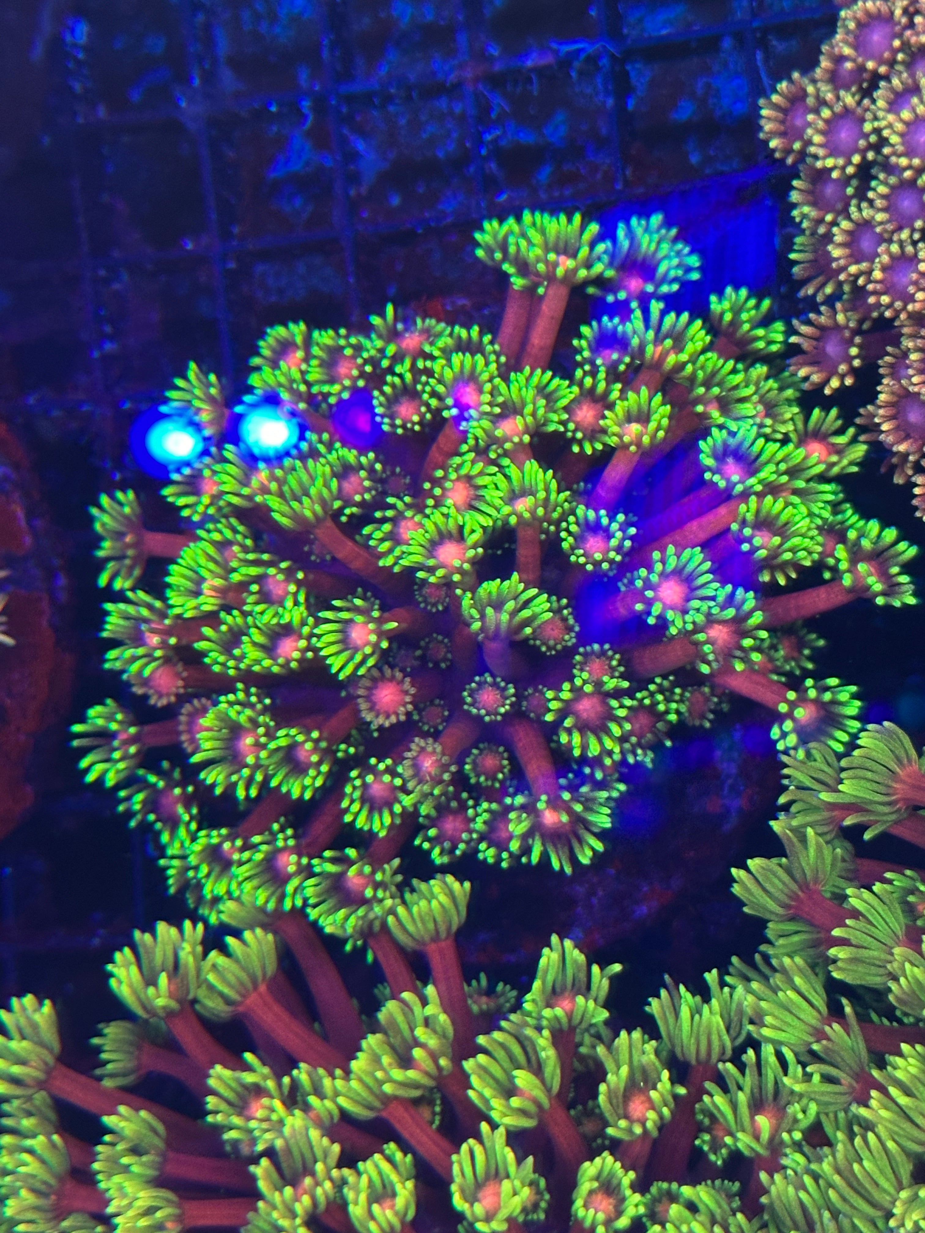 TCB STRAWBERRY GONIOPORA COLONY