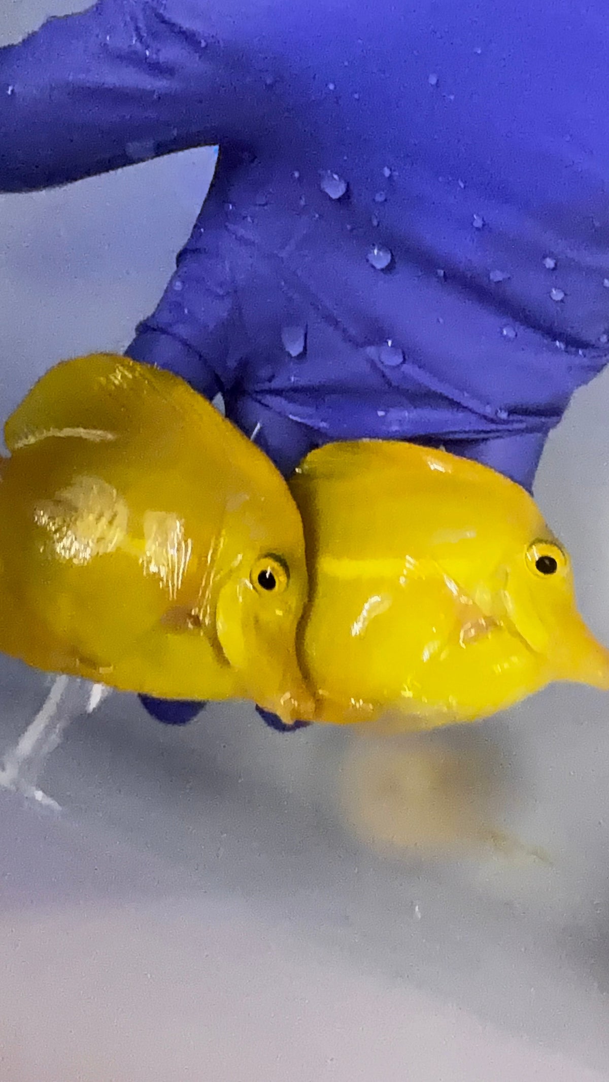 Hawaiian Yellow Tang