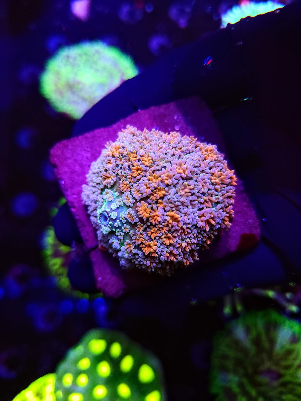 BRIDE OF FRANKENSTEIN PIN CUSHION Rhodactis MUSHROOM