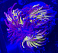Fat 3 Head Splitting Ultra Tiger Torch