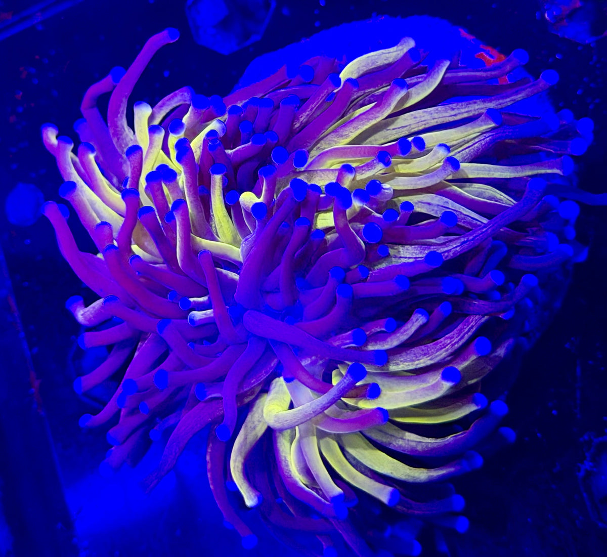 Fat 3 Head Splitting Ultra Tiger Torch