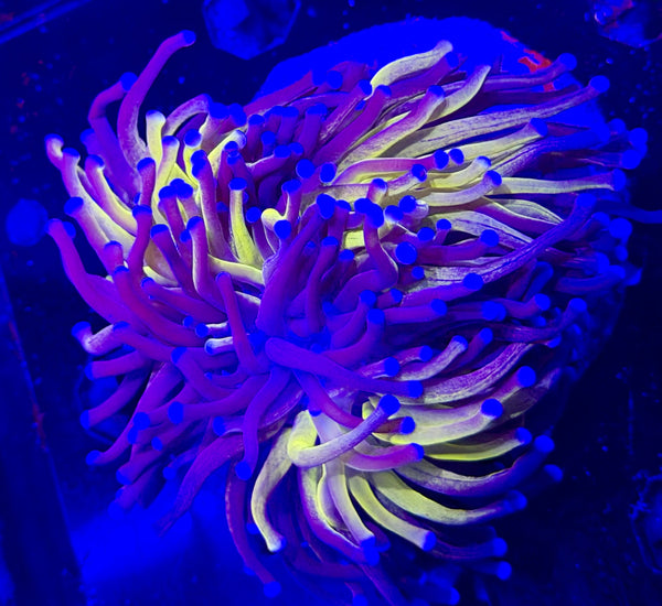 Fat 3 Head Splitting Ultra Tiger Torch