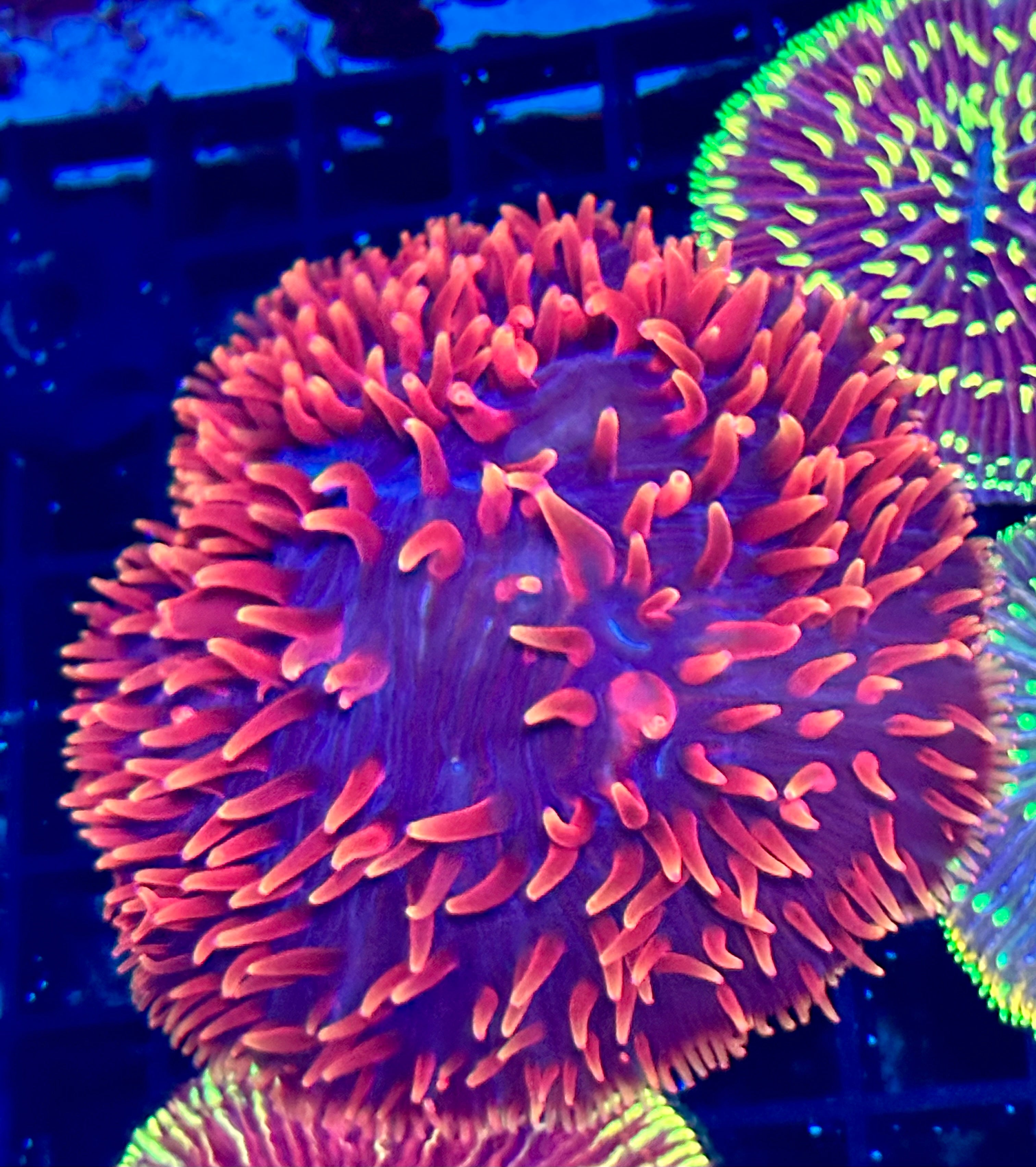 RED FUNGIA PLATE CORAL