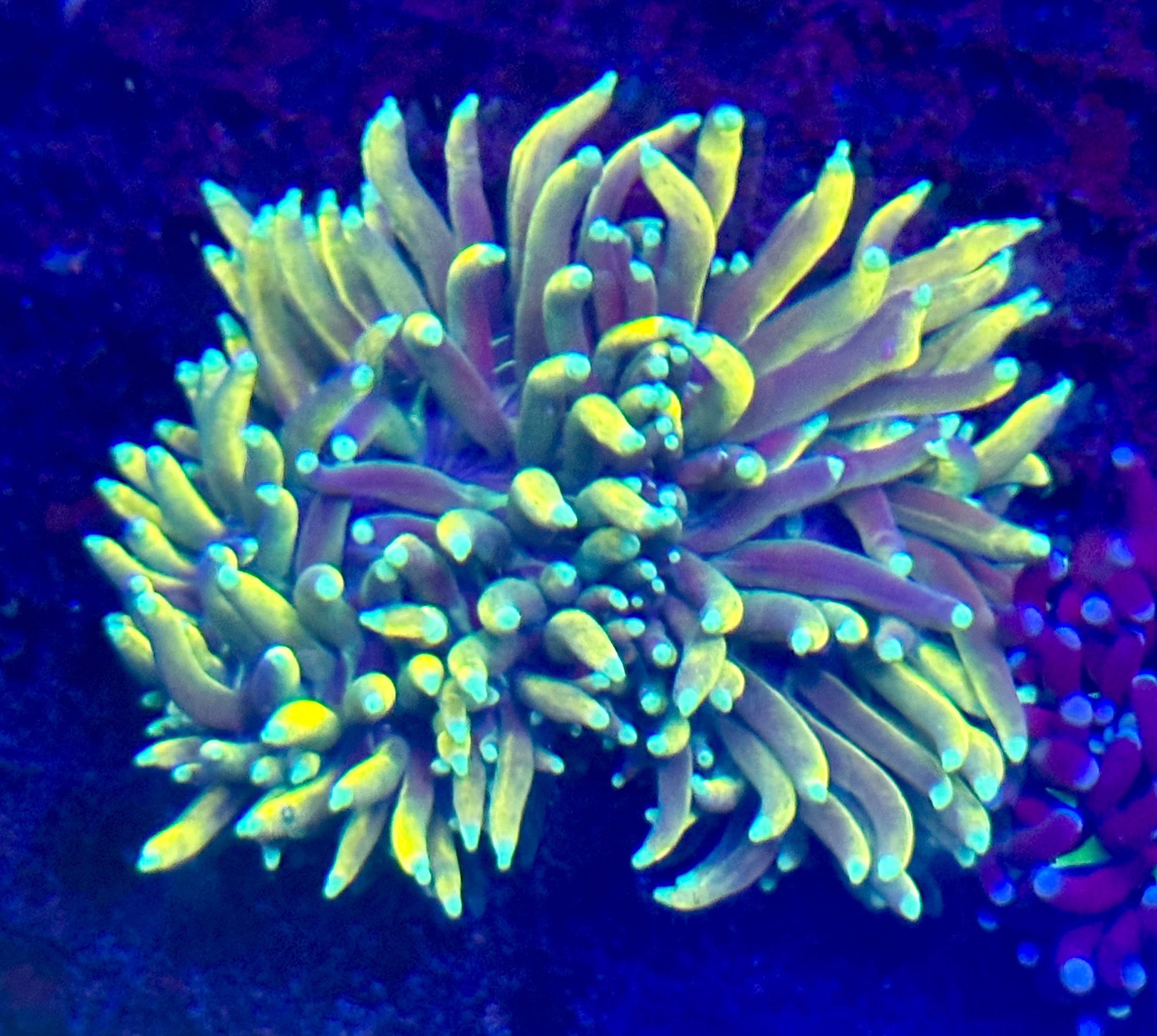 RARE HYBRID BANANA INDO TORCH