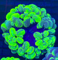 NEON BUBBLE GREEN SPLATTER