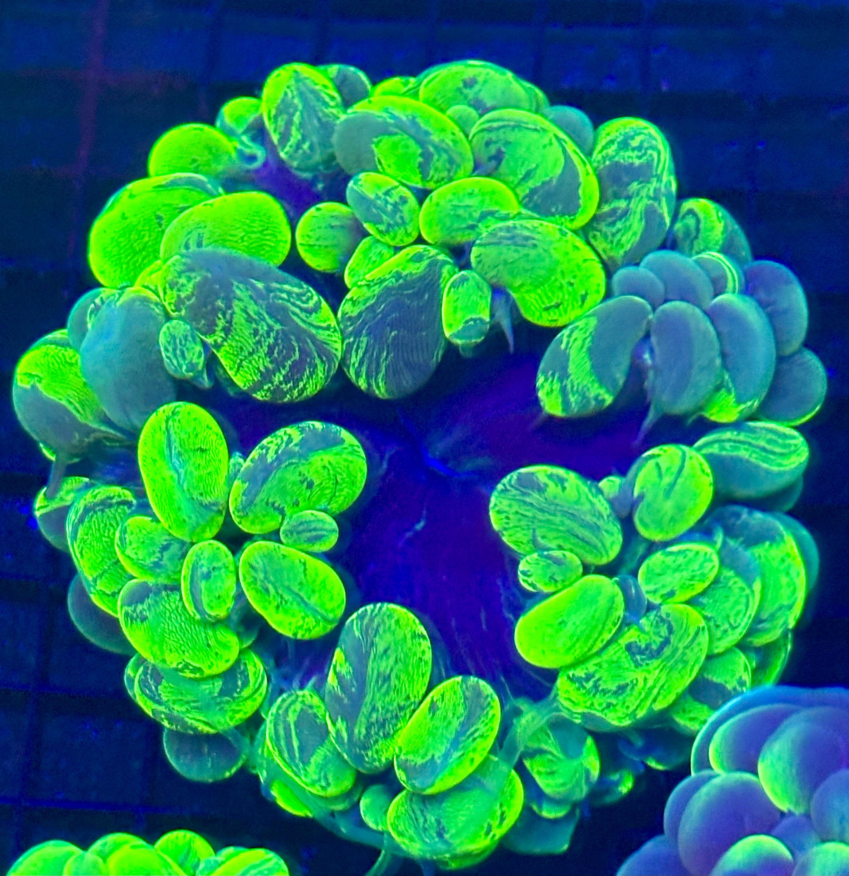 NEON BUBBLE GREEN SPLATTER
